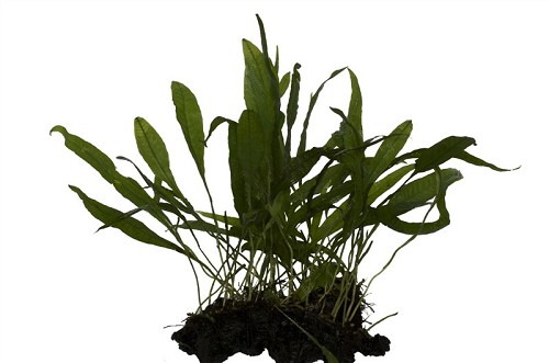 Microsorium on driftwood